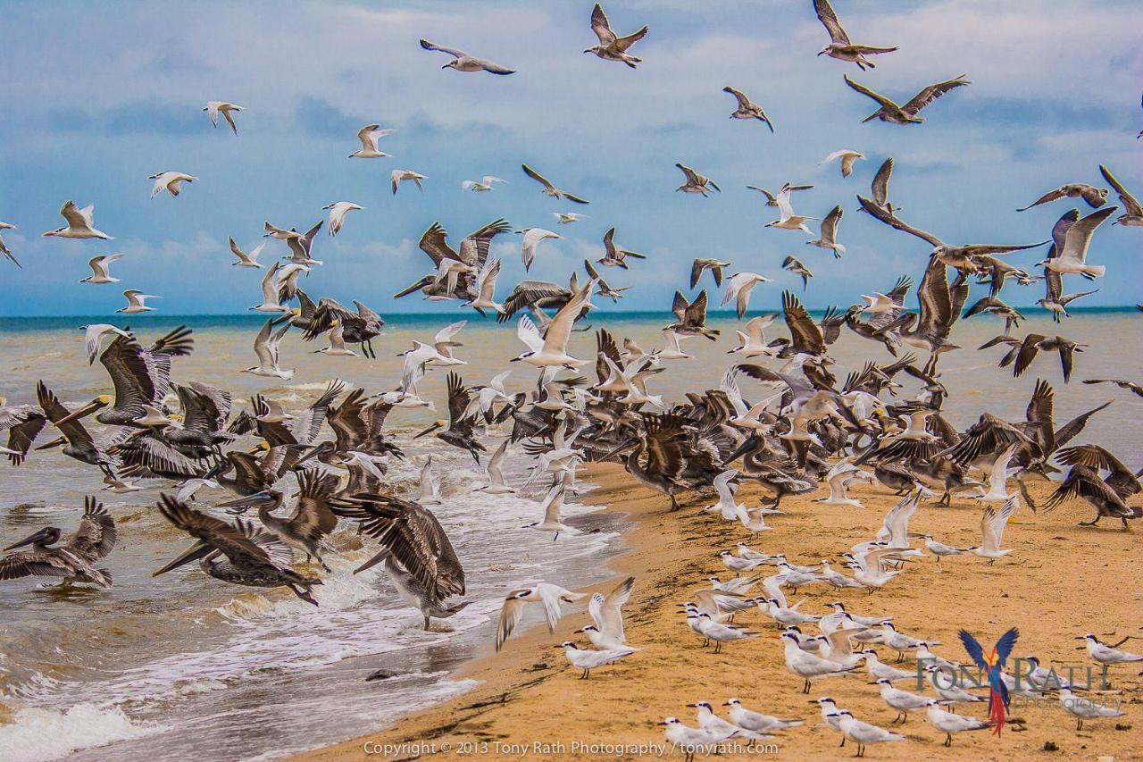 Pelican Beach Resort South Water Caye ダンリガ エクステリア 写真