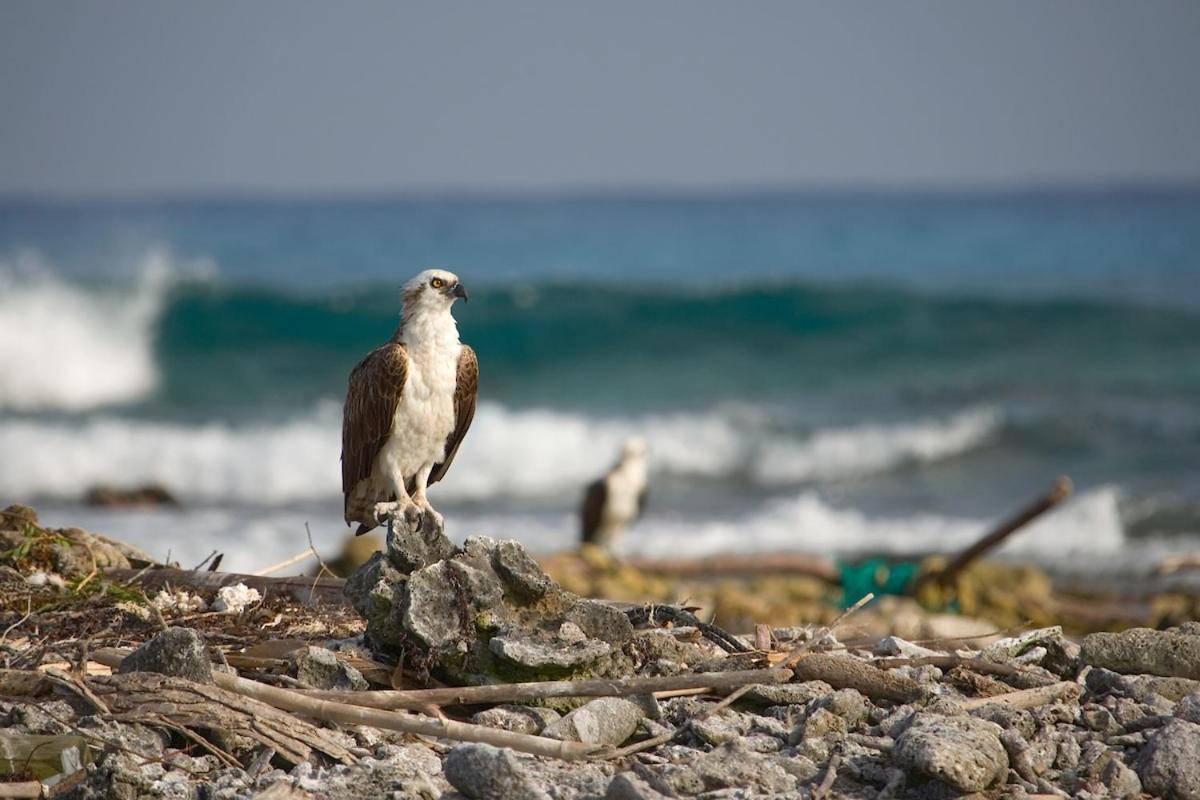 Pelican Beach Resort South Water Caye ダンリガ エクステリア 写真
